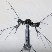 China revela nuevo dron militar y tiene el tamaño de un mosquito