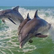 Laguna de Términos debe ser el primer Refugio Santuario de Mamíferos Marinos en México