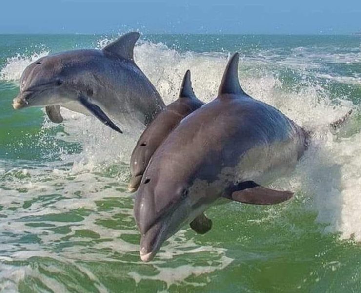 Laguna de Términos debe ser el primer Refugio Santuario de Mamíferos Marinos en México