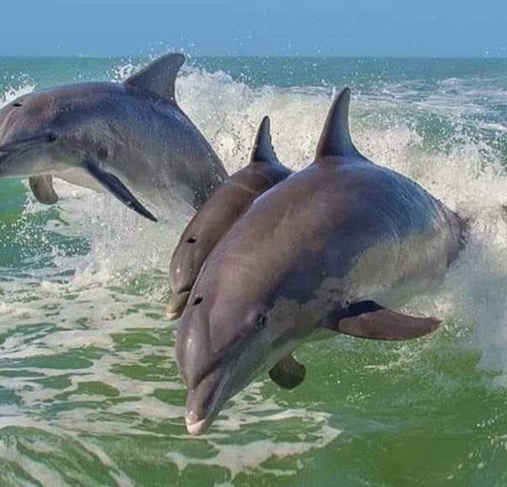Laguna de Términos debe ser el primer Refugio Santuario de Mamíferos Marinos en México