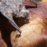 Nuevo Progreso foco rojo de rabia bovina y equina
