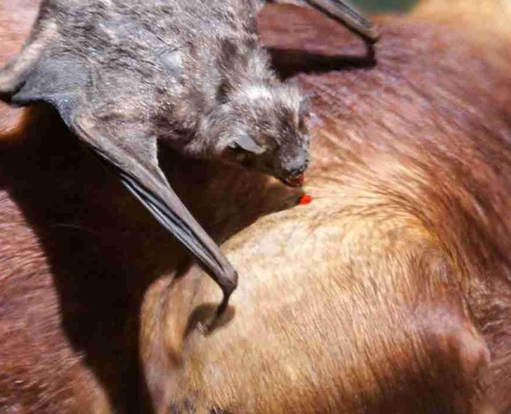 Nuevo Progreso foco rojo de rabia bovina y equina