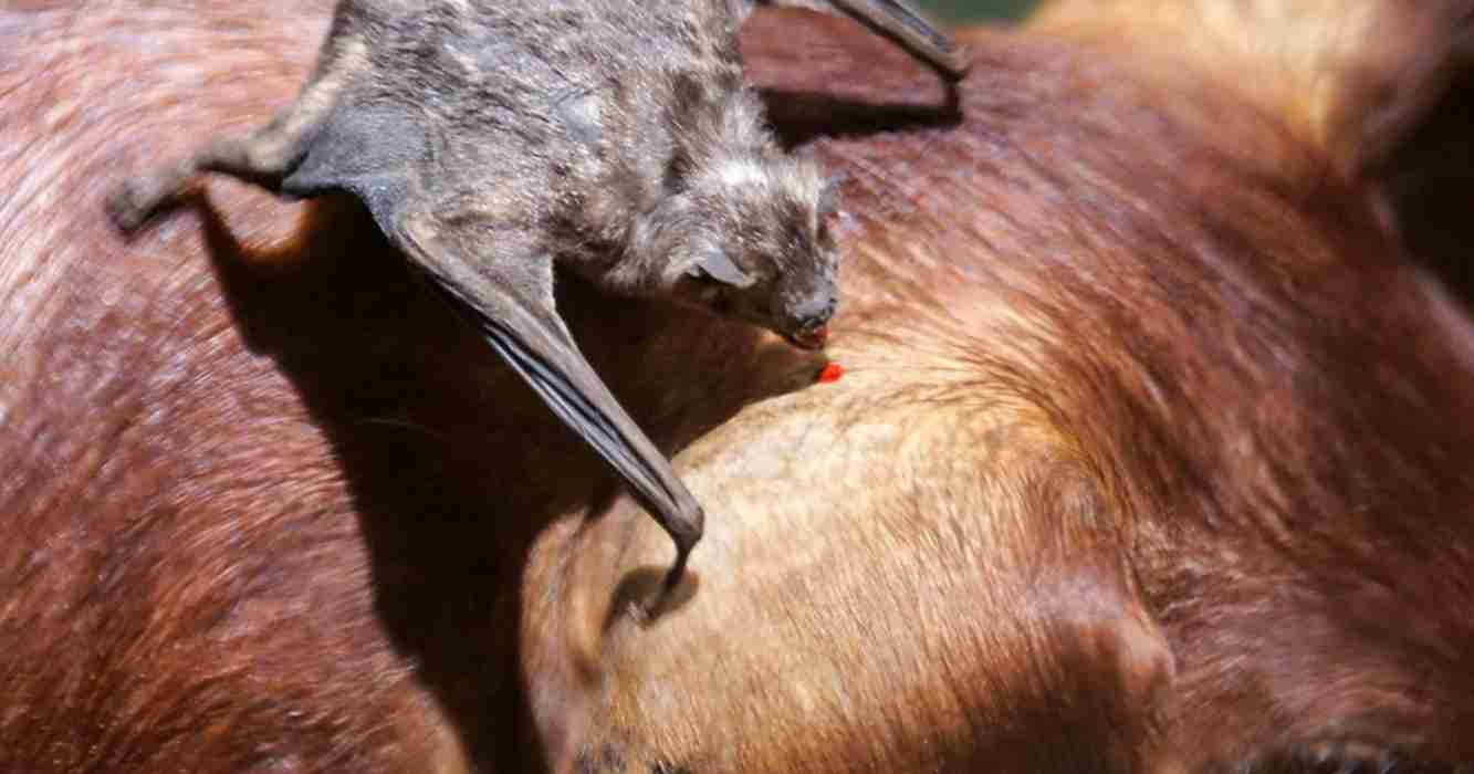 Nuevo Progreso foco rojo de rabia bovina y equina