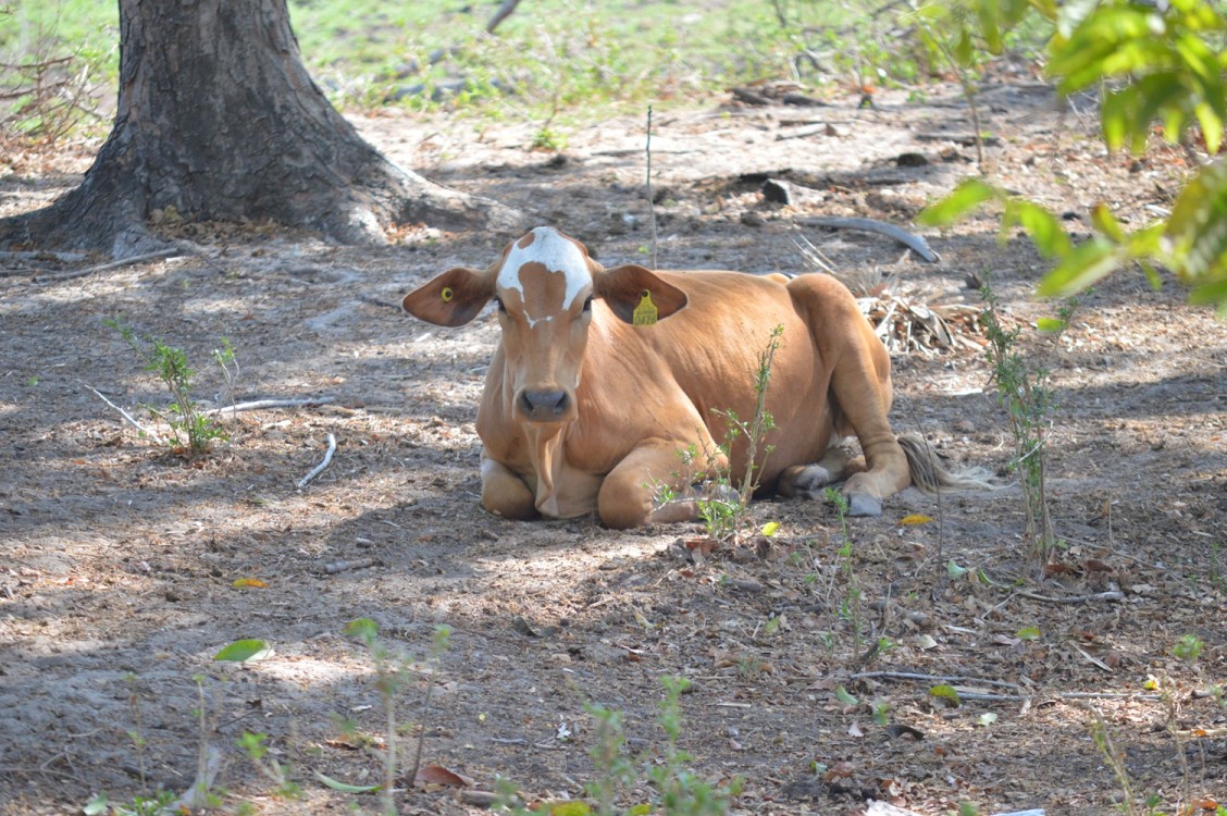 Nuevo Progreso foco rojo de rabia bovina y equina