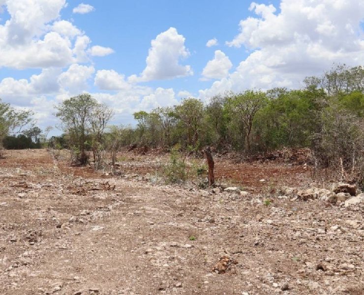 Grave denuncia por desmonte y lotificación irregular en Cuxtal