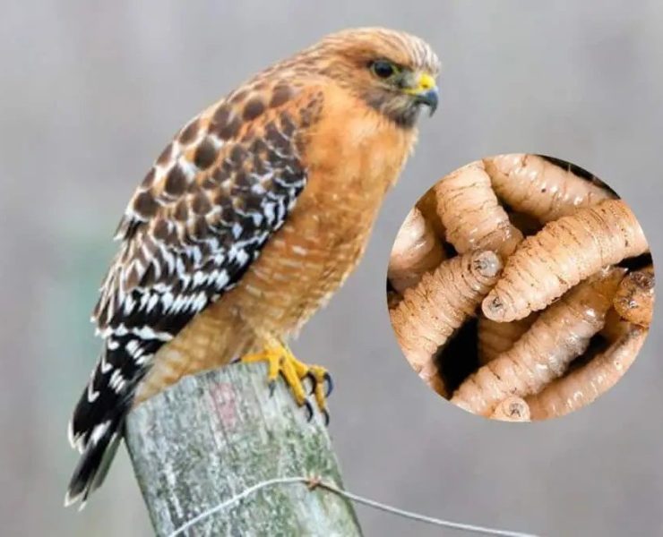 ¡Alerta en Tabasco! Gusano barrenador afecta a fauna silvestre