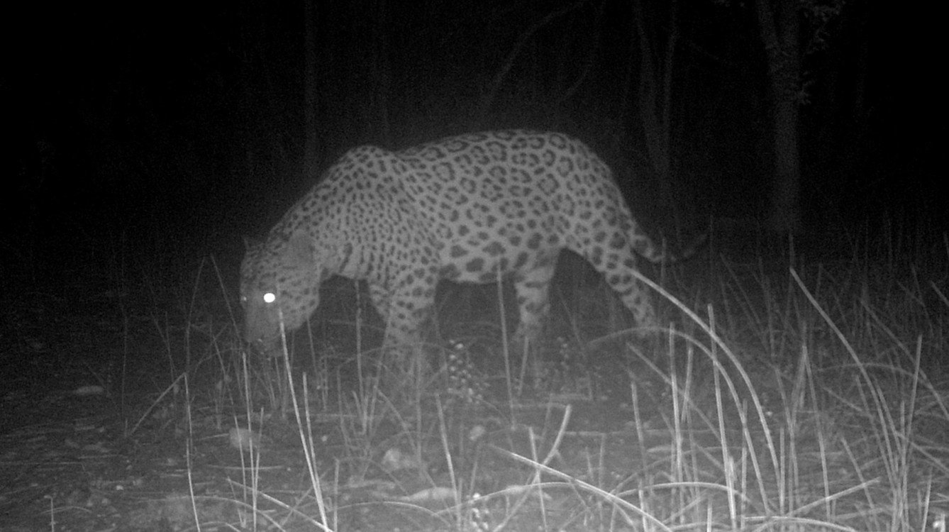 Se extingue la fauna en el ejido Manantiales