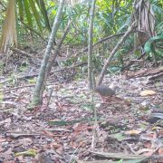 Se extingue la fauna en el ejido Manantiales