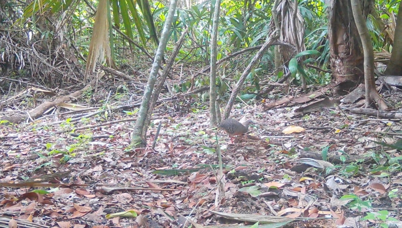 Se extingue la fauna en el ejido Manantiales