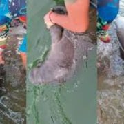 Manatí muere en Tabasco pone en alarma a habitantes de Paraíso