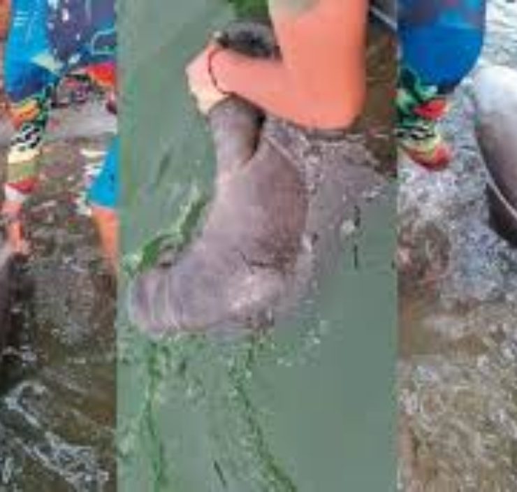 Manatí muere en Tabasco pone en alarma a habitantes de Paraíso