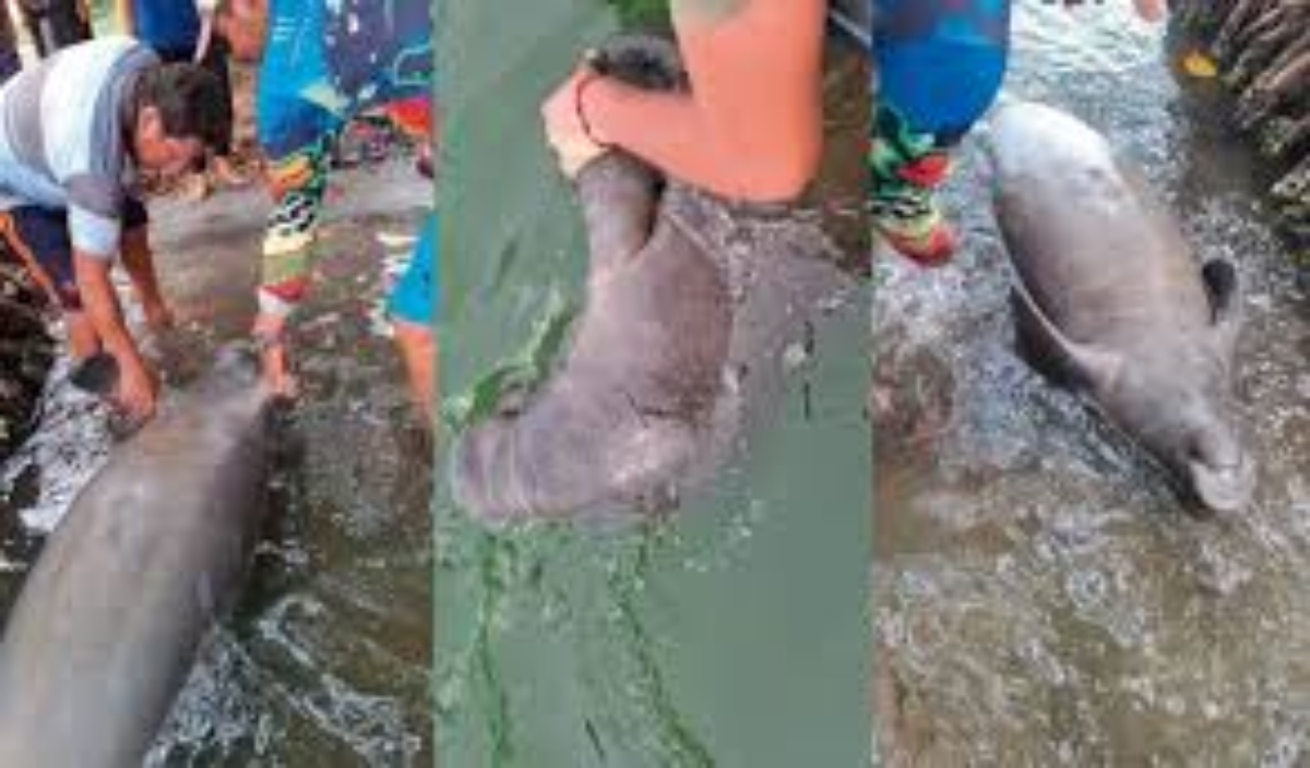 Manatí muere en Tabasco pone en alarma a habitantes de Paraíso