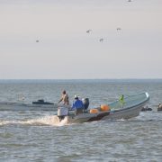 Urge nuevo estudio de la veda del camarón siete barbas