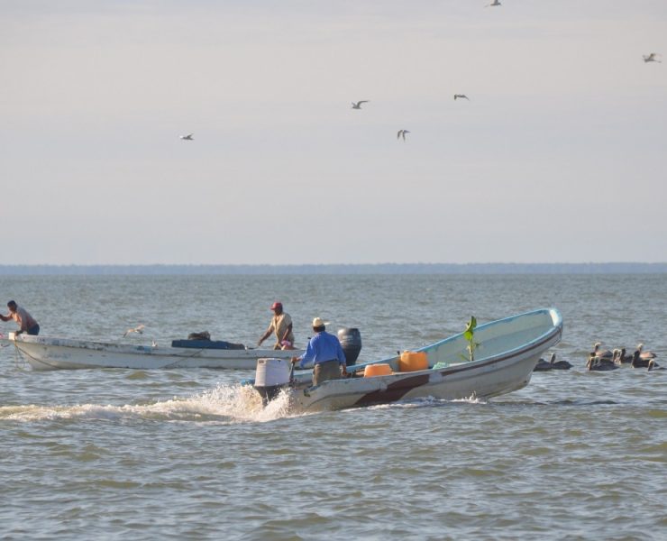 Urge nuevo estudio de la veda del camarón siete barbas