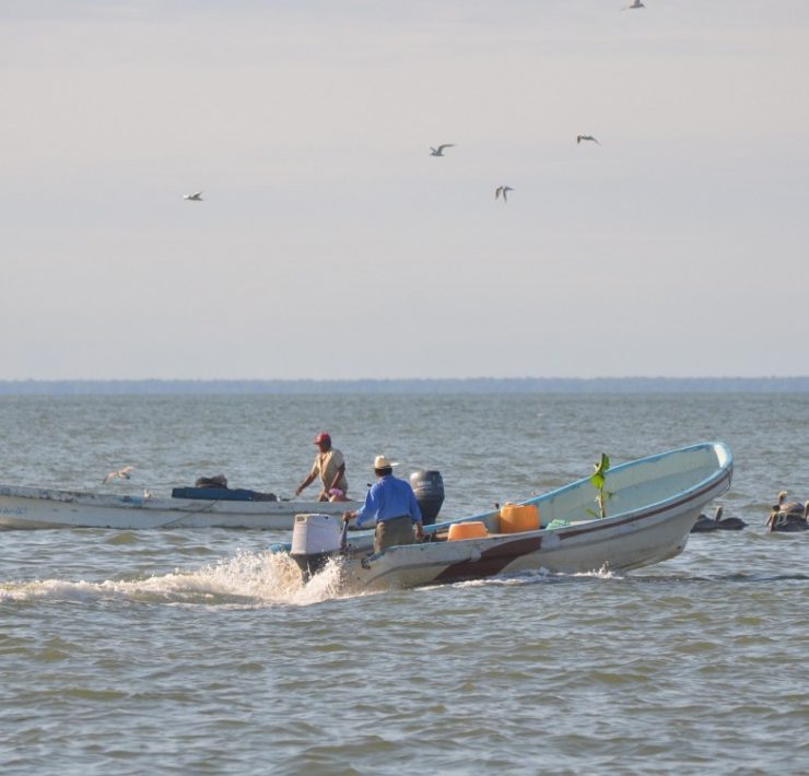 Urge nuevo estudio de la veda del camarón siete barbas