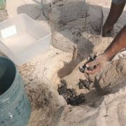 Eclosiona primer nido de tortuga Carey en Campamento Punta Xen