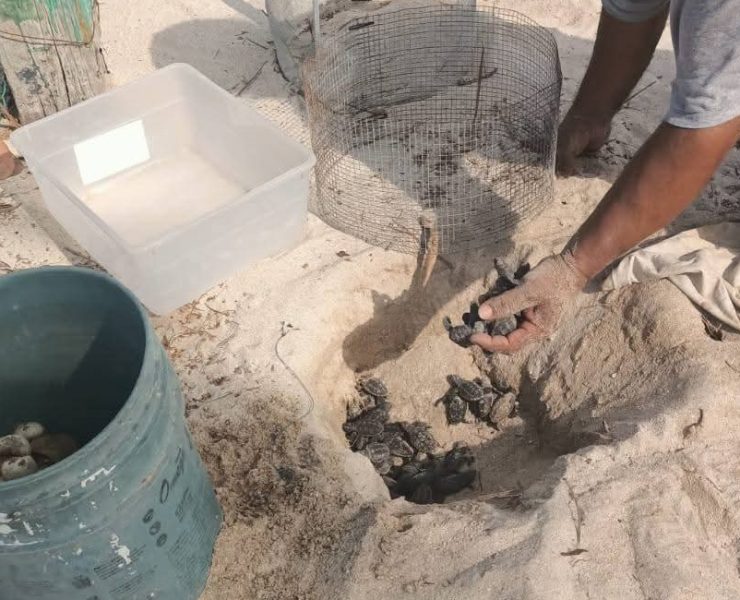 Eclosiona primer nido de tortuga Carey en Campamento Punta Xen