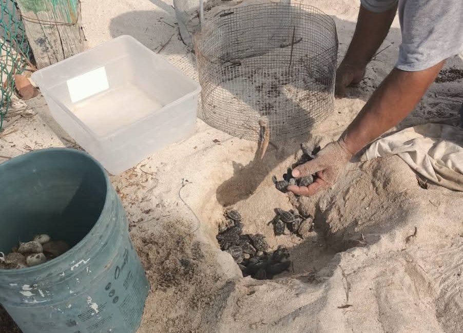 Eclosiona primer nido de tortuga Carey en Campamento Punta Xen