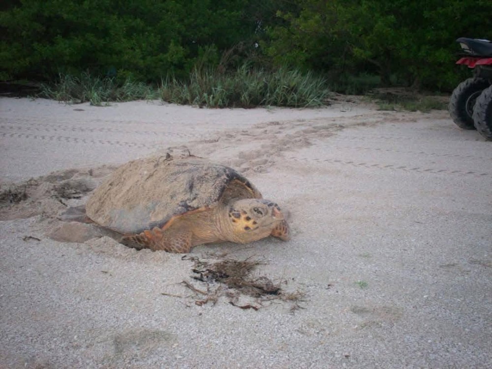 Eclosiona primer nido de tortuga Carey en Campamento Punta Xen