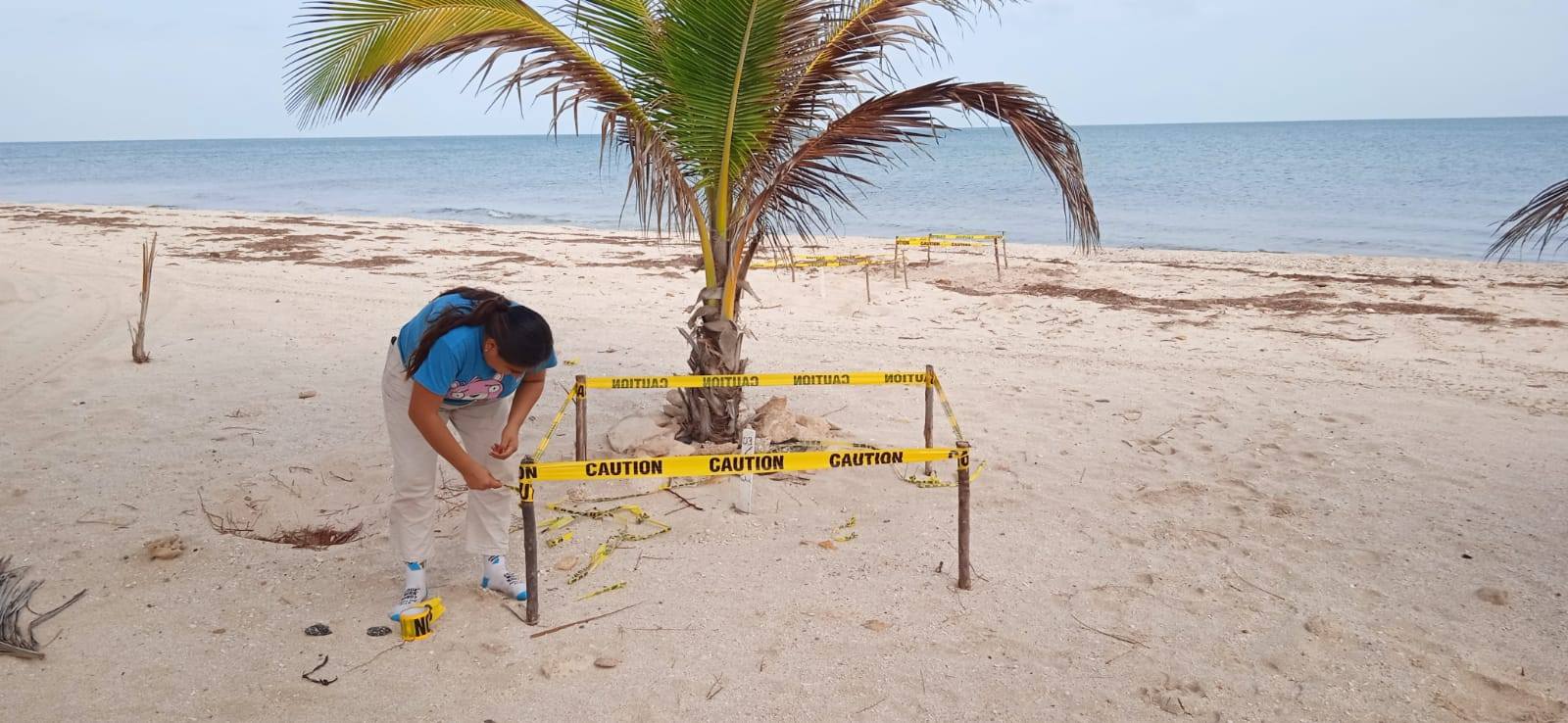 Eclosiona primer nido de tortuga Carey en Campamento Punta Xen