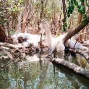 Pescadores dejan redes entre manglares