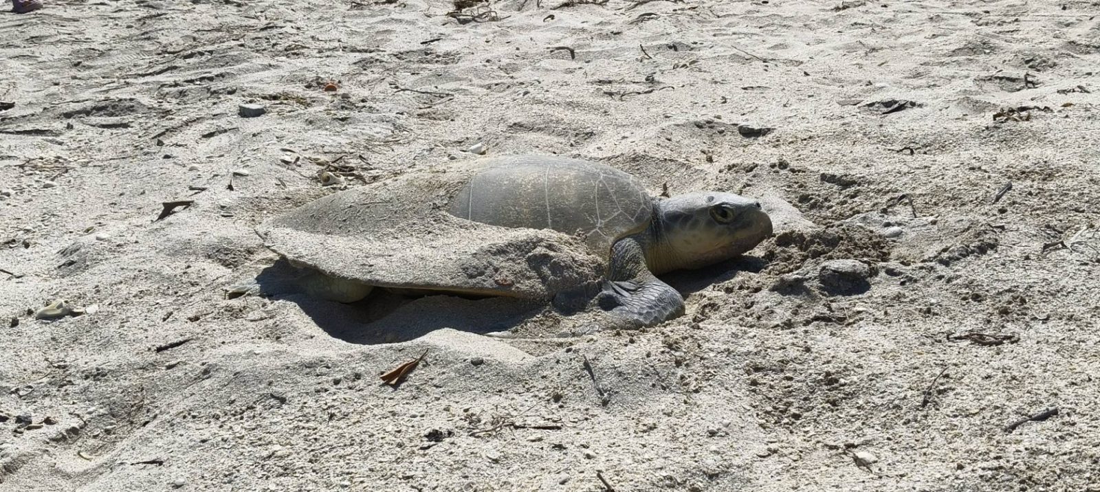 Llegan más tortugas marinas para anidar en las costas del municipio de Carmen