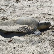 Llegan más tortugas marinas para anidar en las costas del municipio de Carmen