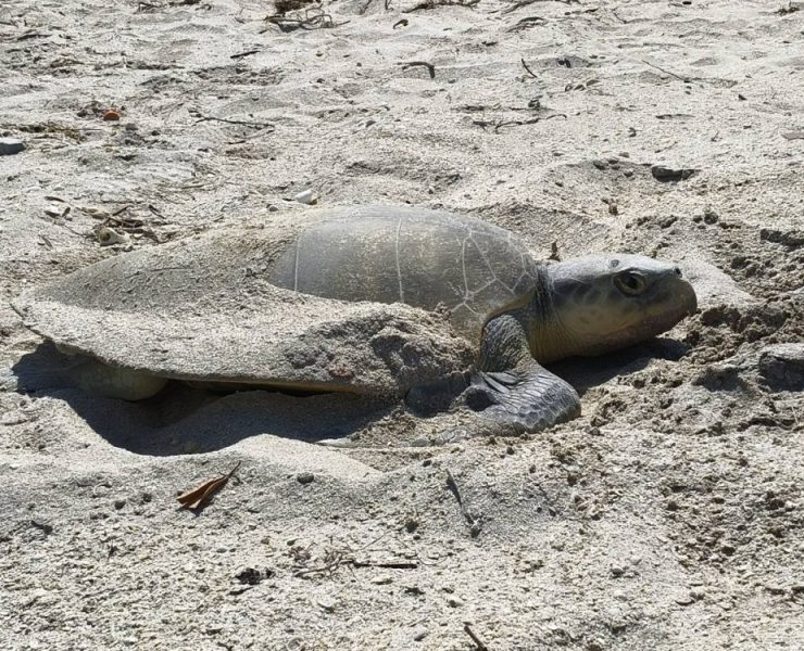 Llegan más tortugas marinas para anidar en las costas del municipio de Carmen