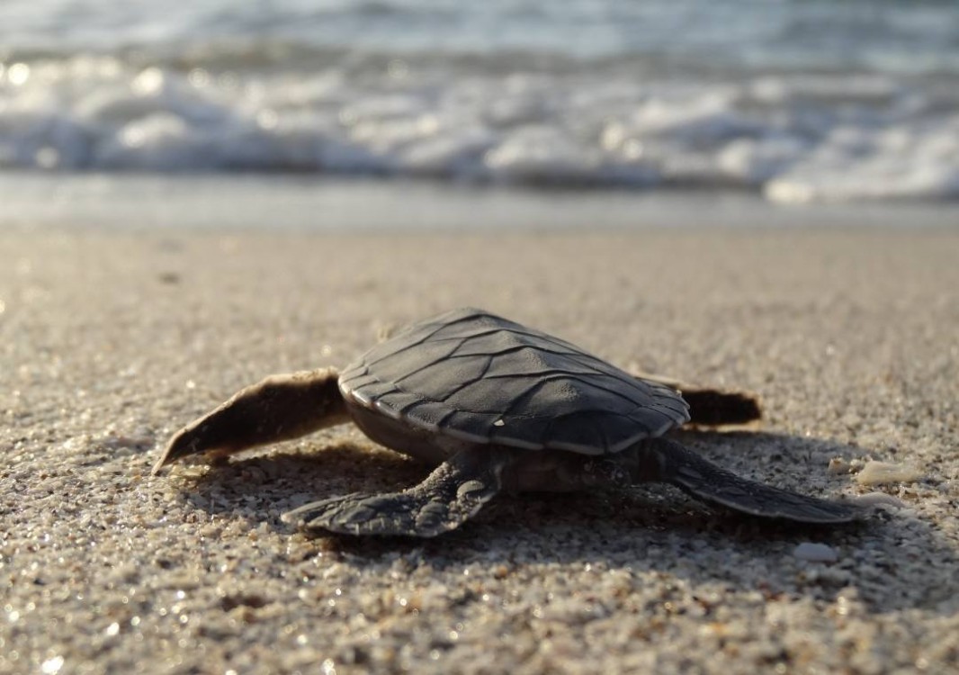 Llegan más tortugas marinas para anidar en las costas del municipio de Carmen