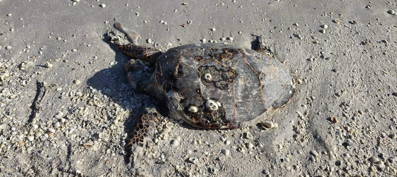 Vara tortuga de carey sin vida en la playa de Tierra y Libertad