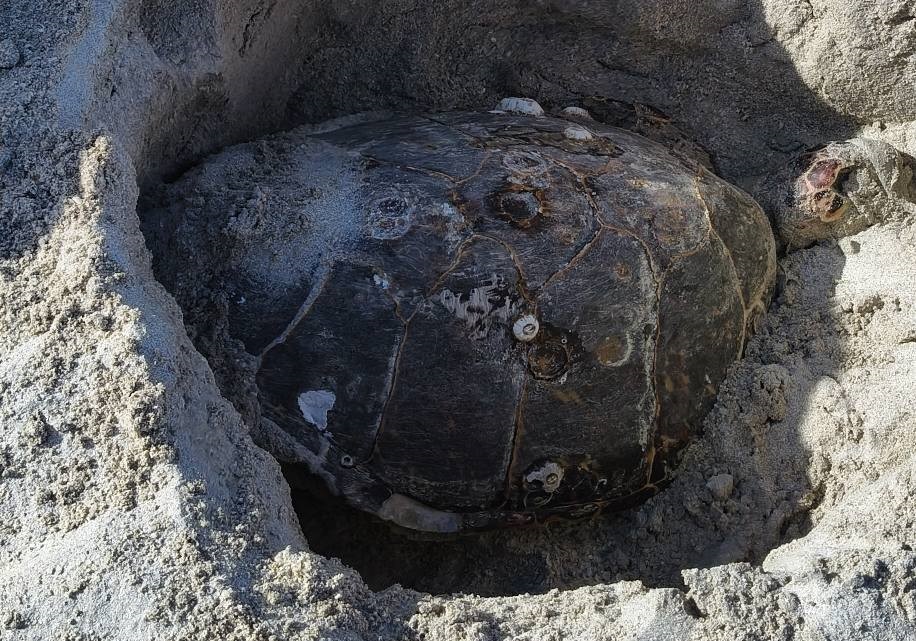 Vara tortuga de carey sin vida en la playa de Tierra y Libertad