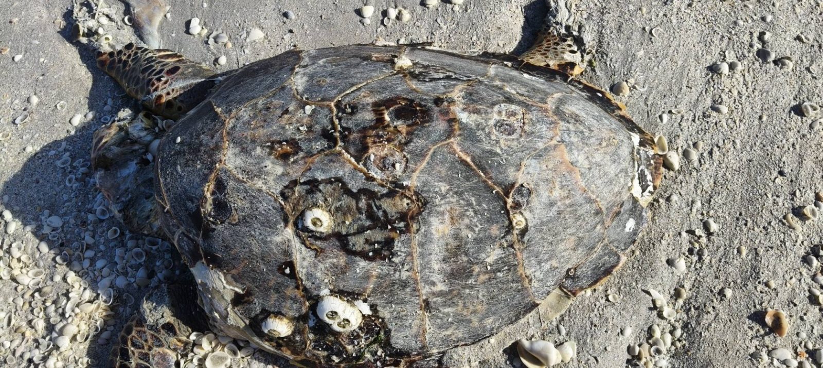 Vara tortuga de carey sin vida en la playa de Tierra y Libertad