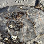 Vara tortuga de carey sin vida en la playa de Tierra y Libertad