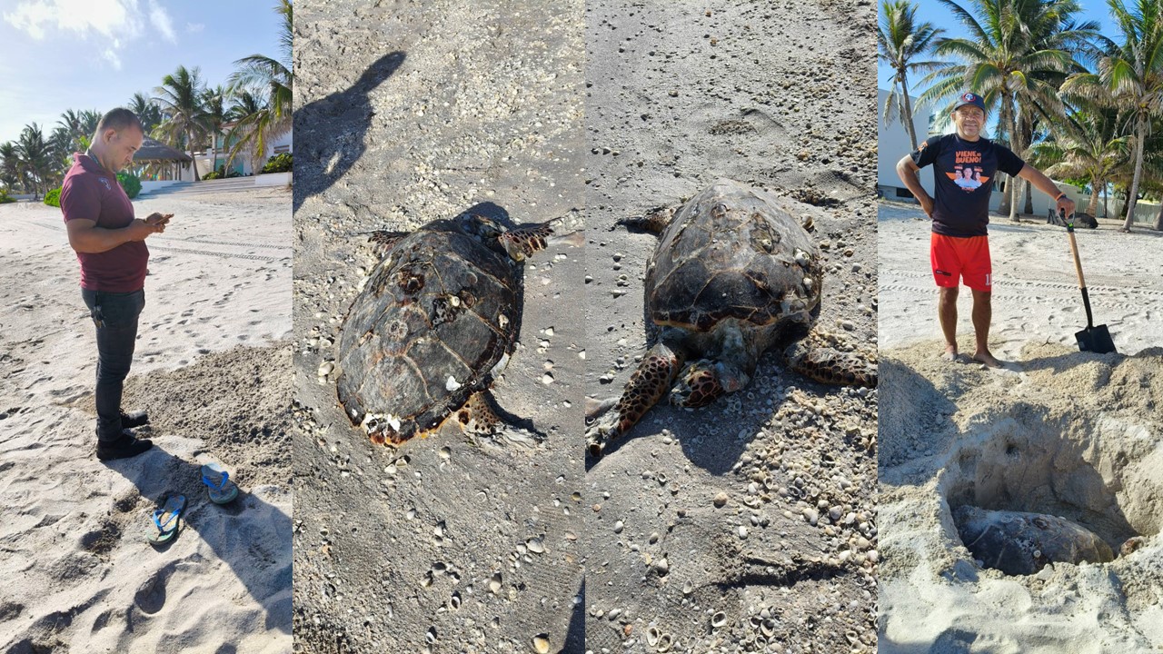 Vara tortuga de carey sin vida en la playa de Tierra y Libertad