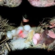 Basura en playas afecta anidación de tortugas marinas