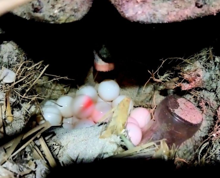 Basura en playas afecta anidación de tortugas marinas
