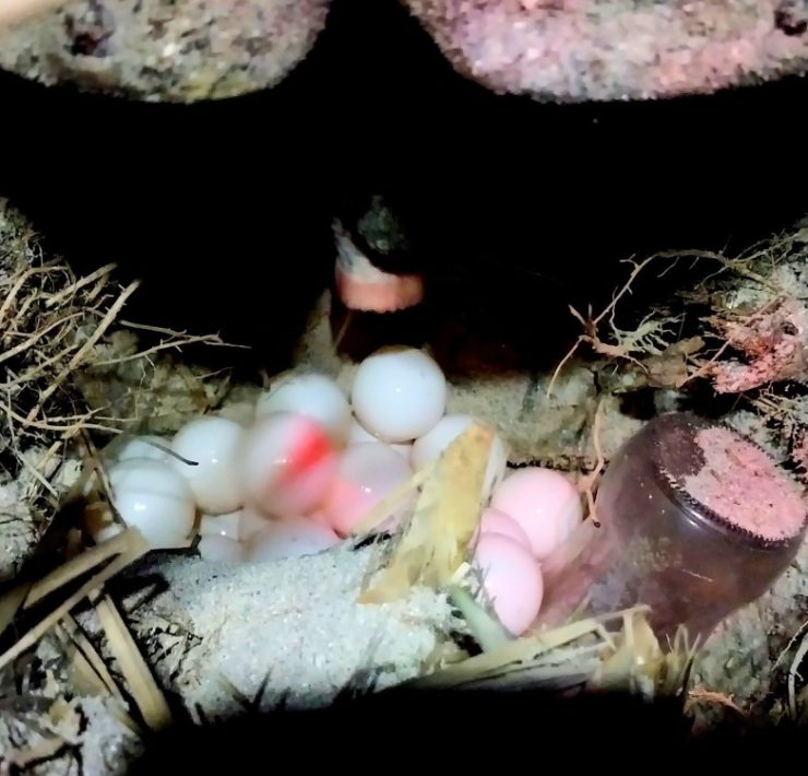 Basura en playas afecta anidación de tortugas marinas