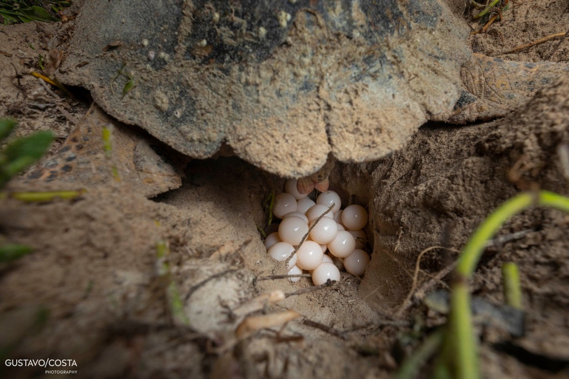 Basura en playas afecta anidación de tortugas marinas