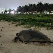 Continúan llegando tortugas marinas en las playas de Ciudad del Carmen