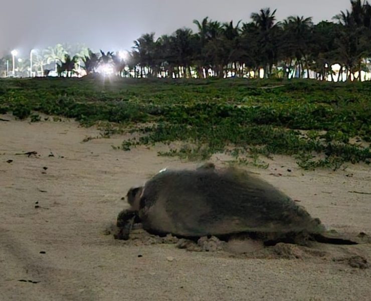 Continúan llegando tortugas marinas en las playas de Ciudad del Carmen