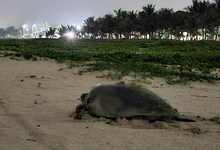 Continúan llegando tortugas marinas en las playas de Ciudad del Carmen