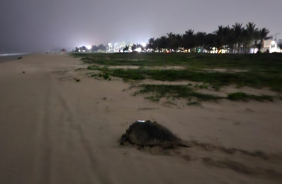 Continúan llegando tortugas marinas en las playas de Ciudad del Carmen