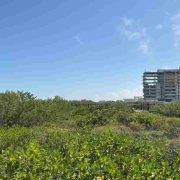 La nueva “Riviera Yucateca” arrasa con flora y fauna en Telchac Puerto