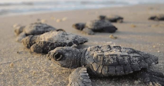 Destruyen inmobiliarias dunas costeras donde desovan las tortugas marinas