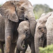 Zimbabue anuncia sacrificio de elefantes