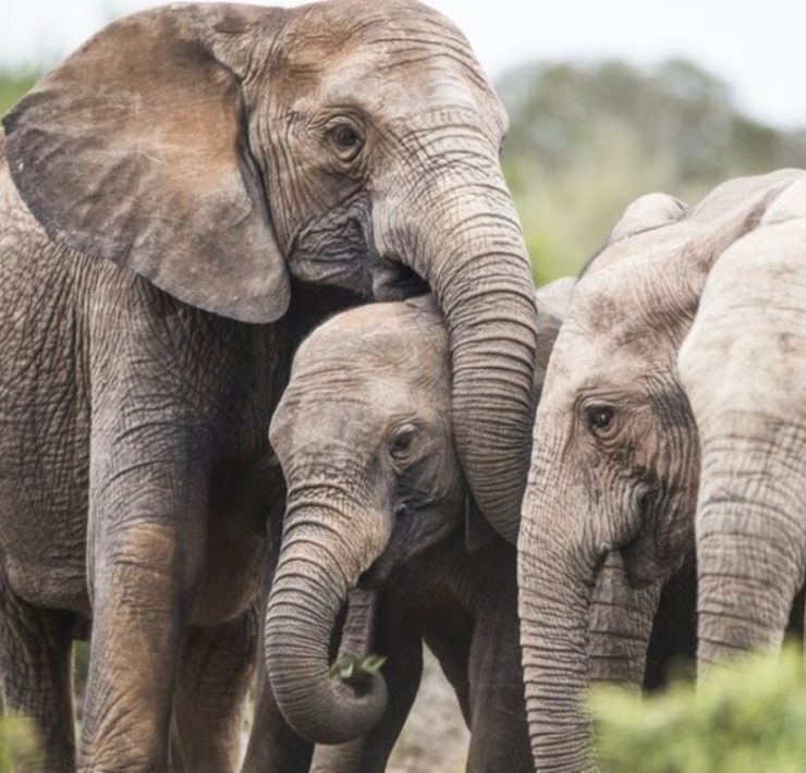 Zimbabue anuncia sacrificio de elefantes