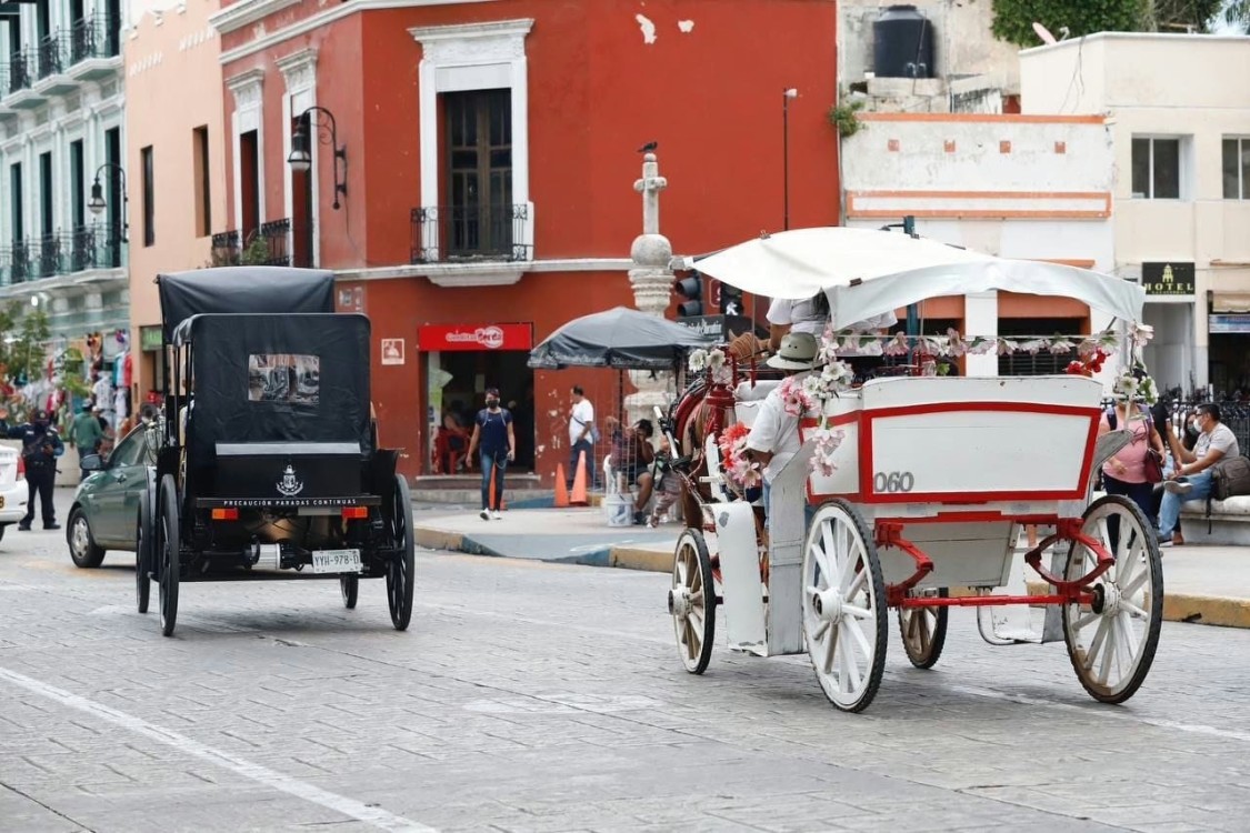 Mérida protege a sus caballos que tiran las calesa menos horas bajo el sol