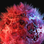 Se hace visible el VIH en células humanas