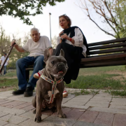 Irán prohíbe pasear perros en público