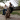 Irán prohíbe pasear perros en público